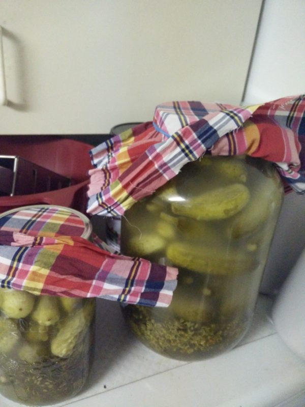 Fermented Pickles - cloudy brine
